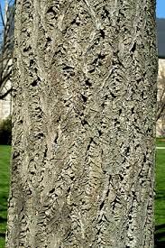 Attēlu rezultāti vaicājumam “Phellodendron amurense bud”