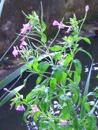 Attēlu rezultāti vaicājumam “Epilobium hirsutum flower”