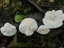 Attēlu rezultāti vaicājumam “Plicatura nivea”