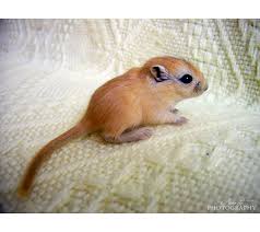 Image result for Gerbil