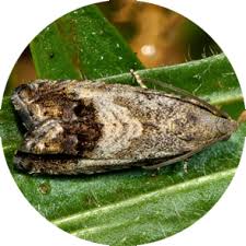 Attēlu rezultāti vaicājumam “Cydia splendana”