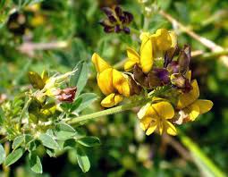Attēlu rezultāti vaicājumam “Medicago x varia  flower”