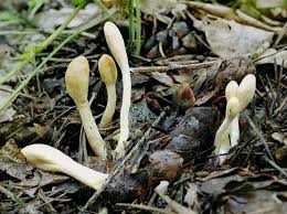 Attēlu rezultāti vaicājumam “Podostroma leucopus”