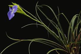 Image result for tillandsia umbellata