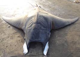 Image result for Mobula tarapacana