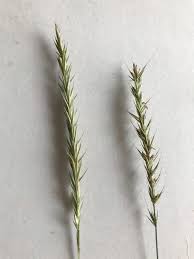 Attēlu rezultāti vaicājumam “Elytrigia repens subsp. arenosa”