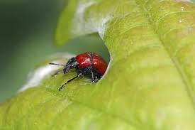 Attēlu rezultāti vaicājumam “Attelabus nitens”