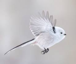 Attēlu rezultāti vaicājumam “Aegithalos caudatus adult”