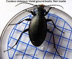 Attēlu rezultāti vaicājumam “Carabus violaceus”