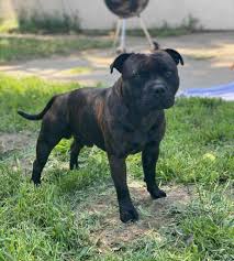 Image result for Staffordshire Stallions