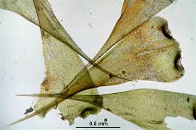 Attēlu rezultāti vaicājumam “Campylium stellatum”