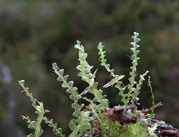 Attēlu rezultāti vaicājumam “Moerckia hibernica”