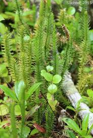 Attēlu rezultāti vaicājumam “Lycopodium annotinum”