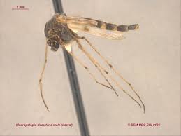 Attēlu rezultāti vaicājumam “Cricotopus male”