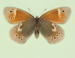 Attēlu rezultāti vaicājumam “Coenonympha tullia”