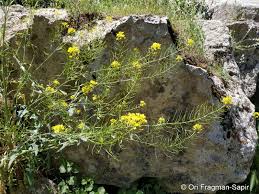 Attēlu rezultāti vaicājumam “Sisymbrium loeselii”
