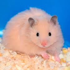 Image result for хомяк