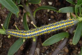 Attēlu rezultāti vaicājumam “Pontia edusa”