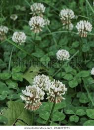 Attēlu rezultāti vaicājumam “Trifolium repens flower”