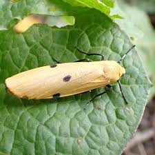 Attēlu rezultāti vaicājumam “Lithosia quadra female”