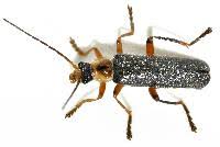 Attēlu rezultāti vaicājumam “Cantharis nigricans”