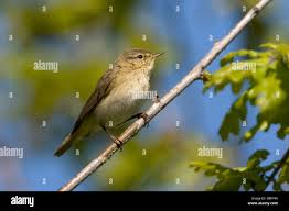 Image result for Phylloscopus ibericus