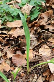 Attēlu rezultāti vaicājumam “Gagea lutea leaf”