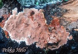 Attēlu rezultāti vaicājumam “Junghuhnia collabens”