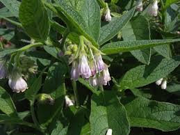 Attēlu rezultāti vaicājumam “Symphytum officinale flower”