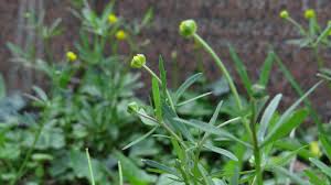 Attēlu rezultāti vaicājumam “Ranunculus auricomus leaf”