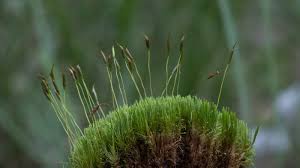 Attēlu rezultāti vaicājumam “Dicranum flagellare”