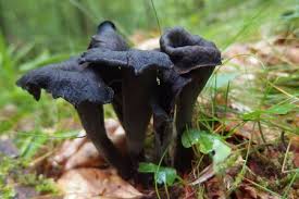 Attēlu rezultāti vaicājumam “Cratarellus cornucopioides”