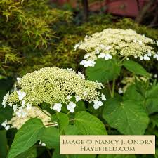 Attēlu rezultāti vaicājumam “Hydrangea arborescens”