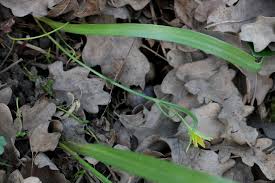 Attēlu rezultāti vaicājumam “Gagea lutea”