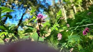 Attēlu rezultāti vaicājumam “Lathyrus niger”