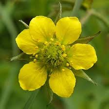Image result for Geum urbanum