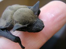 Attēlu rezultāti vaicājumam “Nyctalus leisleri”