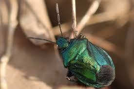 Attēlu rezultāti vaicājumam “Zicrona caerulea”