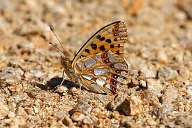 Attēlu rezultāti vaicājumam “Issoria lathonia underside”