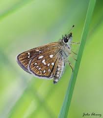 Attēlu rezultāti vaicājumam “Carterocephalus palaemon underside”