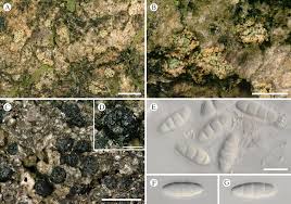 Attēlu rezultāti vaicājumam “Petractis sp.”