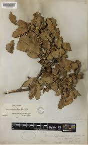 Image result for "Quercus faginea var. eubroteroi"