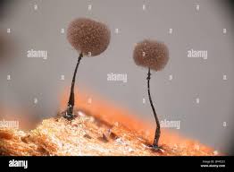 Attēlu rezultāti vaicājumam “Collaria arcyrionema”