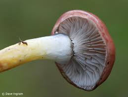 Attēlu rezultāti vaicājumam “Gomphidius roseus”