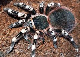 Znalezione obrazy dla zapytania geniculata