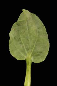 Attēlu rezultāti vaicājumam “Plantago major leaf”