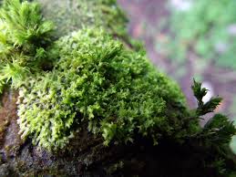 Attēlu rezultāti vaicājumam “Metzgeria violacea”