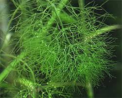 Attēlu rezultāti vaicājumam “Nitella flexilis”