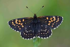 Attēlu rezultāti vaicājumam “Melitaea diamina”