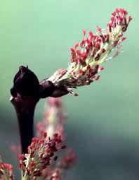 Attēlu rezultāti vaicājumam “Fraxinus excelsior flower”